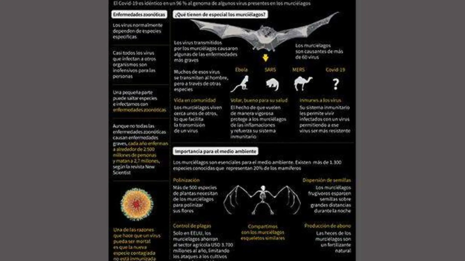 Grafica murcielagos-coronavirus-John Saeki -AFP